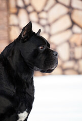 Obraz premium Cane Corso, black dog outdoors