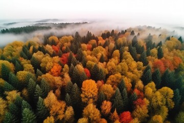 Fototapeta na wymiar Autumn forest. Aerial view. Panoramic shot. Generative AI