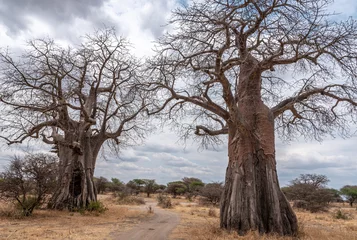 Deurstickers African Baobab Tree © Mark