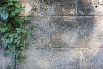 Copy space of old textured, dirty grunge style, gray brick wall, with vines leaves on the edge