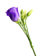 Eustoma flowers on white background