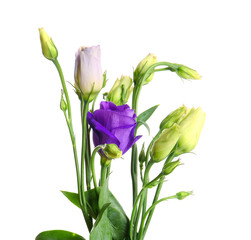 Eustoma flowers on white background