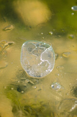 air bubble in the ice