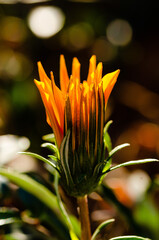backlit orange flower closeup