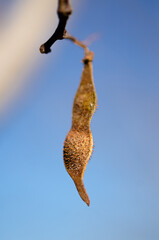 seed pod on a tree branch