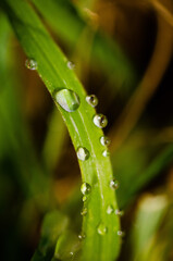 water drops on a grass