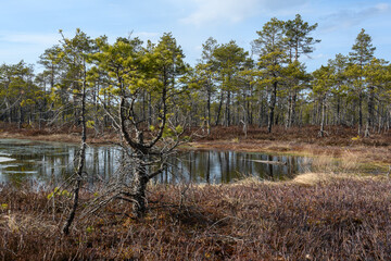 Spring landscape of forest middle swamps. Around the open water is unsteady red moss with marsh plants and gnarled pines. Direct sunlight. Cloudy blue sky. Selisoo swamps, Estonia, Northern Europe