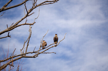 big bird on a tree branch