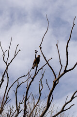 big bird on a tree branch
