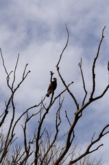 big bird on a tree branch