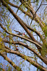 red head bird on a tree