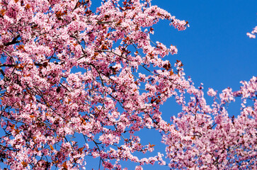 blossom cherry tree in spring
