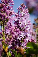 pink and white flowers