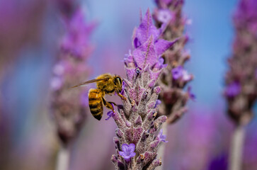 bee on a lavender flower