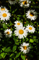 daisies in a garden