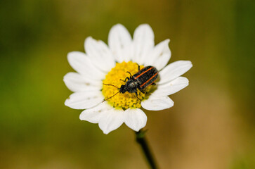 Fototapeta premium bug on a daisy flower