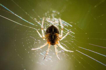 spider on the web