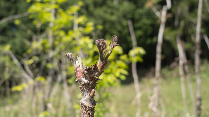 自然に生えるタラの芽