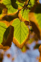 yellow autumn leaves 
