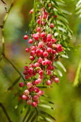 Red berries on the plant
