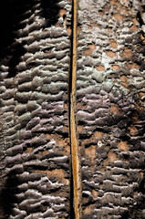 Burnt tree trunk texture