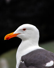 Seagull Closeup