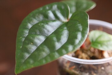 Anthurium Seedling with many lobes