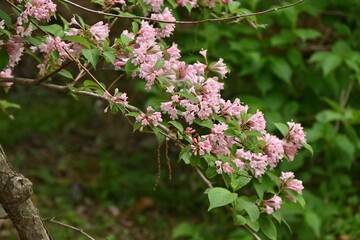 Japanese weigela ( Weigela hortensis ) flowers.
Caprifoliaceae deciduous shrub endemic to Japan.
The pale pink funnel-shaped flowers bloom from May to July.