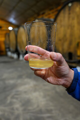 Tasting of traditional natural Asturian cider made from fermented apples in barrels for several months should be poured from great height, allowing lots of air bubbles into the drink.