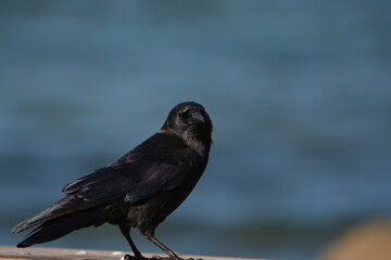 American Crow perched