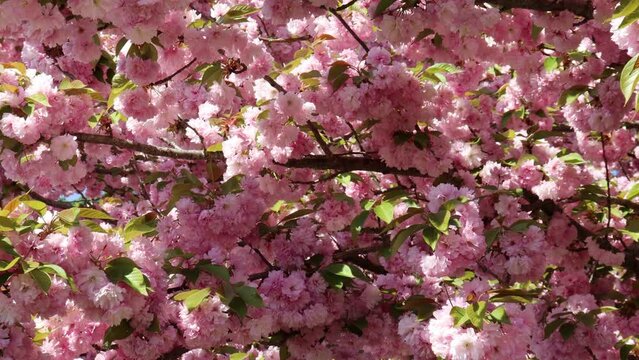 Close-up of blooming branches of a Japanese flowering cherry tree (Prunus serrulata 'Kwanzan') gently swaying in a light spring breeze