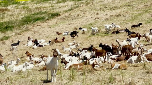 Goats grazing and resting along a hillside meadow 