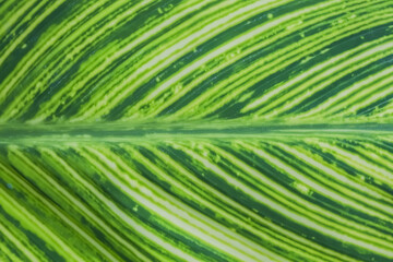 Close-up symmetrical photo of green philodendron leaves with visible leaf veins, natural lights in the morning. Empty black copy text space.