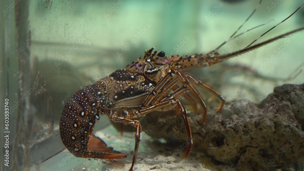 Wall mural A crustacean cleaner shrimp sits in an aquarium.