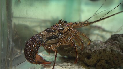 A crustacean cleaner shrimp sits in an aquarium.