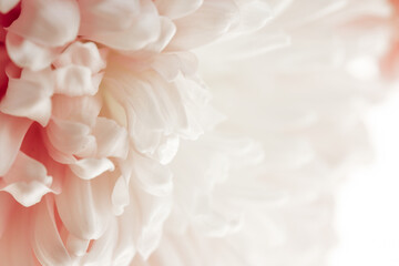 Peony petals blurred light background.Peony pink macro. Floral background.Floral delicate wallpaper.Beautiful Floral background in pale pink 