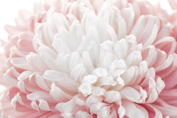 Fototapeta premium Peony petals background.Peony pink macro. Floral background.Floral delicate wallpaper.Beautiful Floral background in pale pink and white colors.