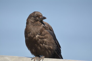 American Crow perched