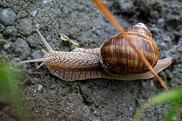 Roman Snail - Helix pomatia, common snail from European gardens and meadows, Czech Republic. High quality photo