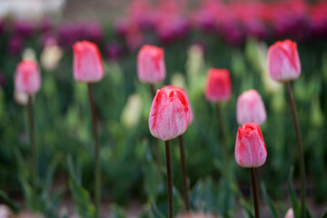 Obraz premium Beautiful tulips are in full bloom