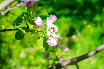 Fototapeta premium Bee bumblebee picking nectar on white pink flower of apple, cherry, apricot tree in green garden.macro nature landscape banner in summer, spring of honey bee with copy space. wildlife postcard