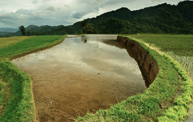 Green Paddy Field Near the Valley