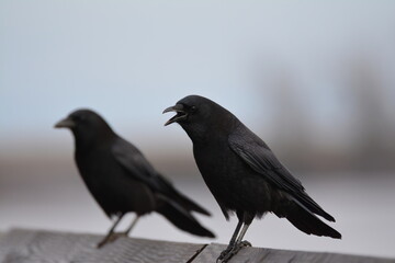 American Crow perched
