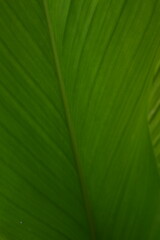selective focus, garden green ornamental plant leaves, as background