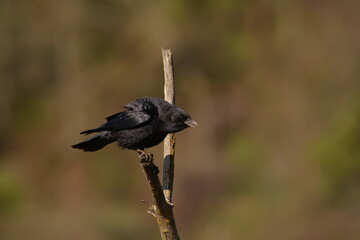 Crow cawing on a tree branch