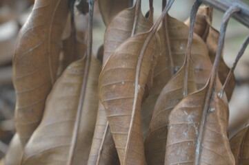 background of patterns, textures and shapes of brown teak tree leaves, dry teak leaves, selective...