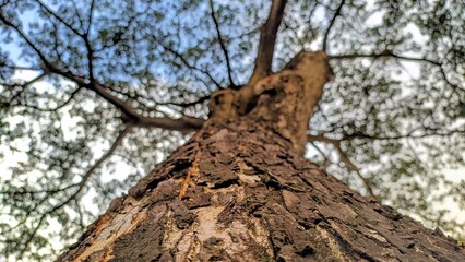 trunk of a tree