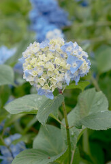 風景素材　ゴージャスで鮮かなアジサイの花