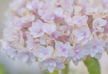 風景素材　ゴージャスで鮮かなアジサイの花