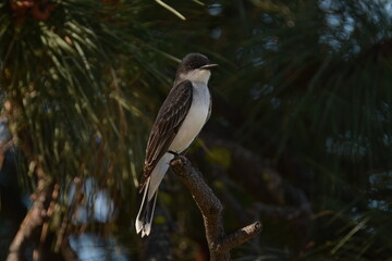 Eastern Kingbird under the shade of a tree